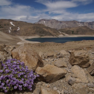 Viola cotyledon at Laguna de Maule